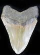 Megalodon Tooth - North Carolina #21947-2